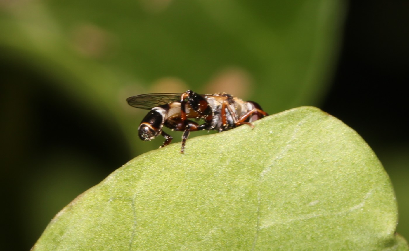 Syritta pipiens, Kleine Mistbiene